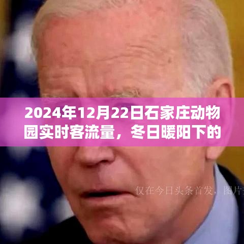 石家庄动物园冬日暖阳下的温馨一天，实时客流量与奇遇