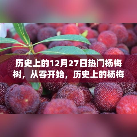 历史上的杨梅树种植手册，从初植到繁荣——12月27日的杨梅树特别篇章