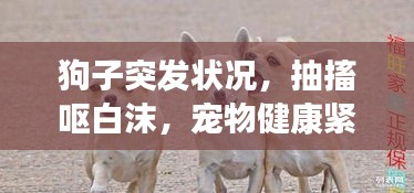 狗子突发状况，抽搐呕白沫，宠物健康紧急警示！