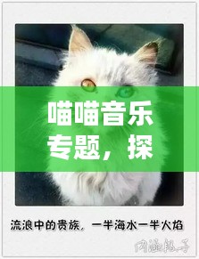 喵喵音乐专题，探索猫咪旋律的无限魅力