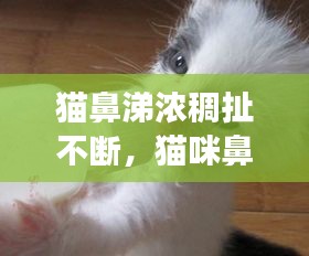 猫鼻涕浓稠扯不断，猫咪鼻涕变浓是不是感冒快好了 