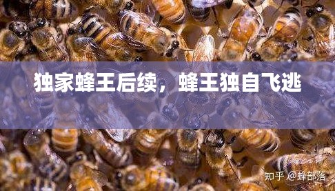 独家蜂王后续，蜂王独自飞逃 