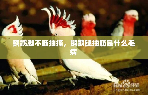鹦鹉脚不断抽搐，鹦鹉腿抽筋是什么毛病 