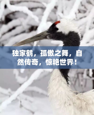 独家鹤，孤傲之舞，自然传奇，惊艳世界！