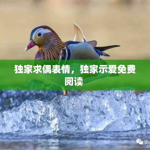 独家求偶表情，独家示爱免费阅读 