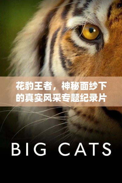 花豹王者，神秘面纱下的真实风采专题纪录片揭秘震撼力量