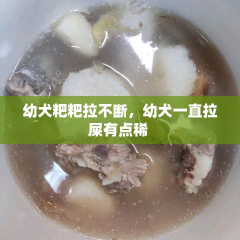 幼犬粑粑拉不断，幼犬一直拉屎有点稀 