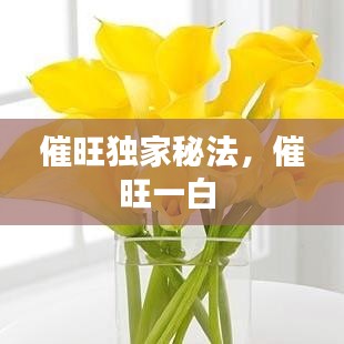 催旺独家秘法，催旺一白 