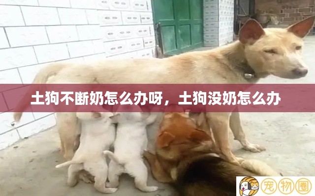 土狗不断奶怎么办呀，土狗没奶怎么办 