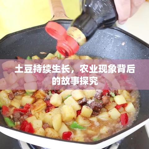 土豆持续生长，农业现象背后的故事探究