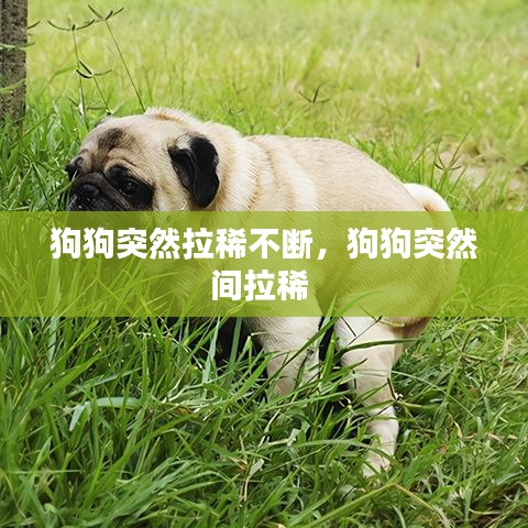 狗狗突然拉稀不断，狗狗突然间拉稀 