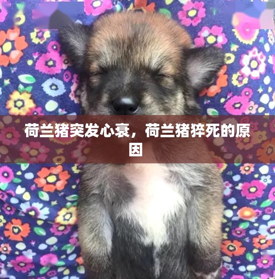 荷兰猪突发心衰，荷兰猪猝死的原因 