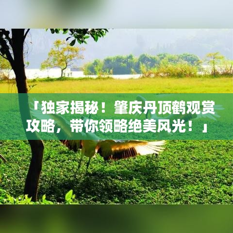 「独家揭秘！肇庆丹顶鹤观赏攻略，带你领略绝美风光！」