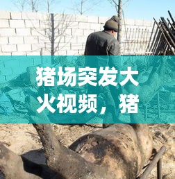 猪场突发大火视频，猪场失火2020 