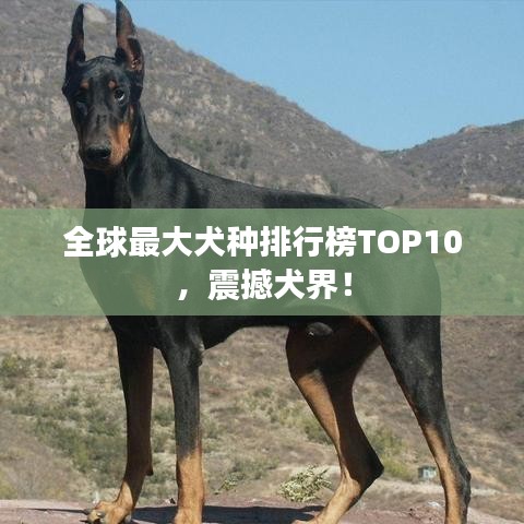 全球最大犬种排行榜TOP10，震撼犬界！