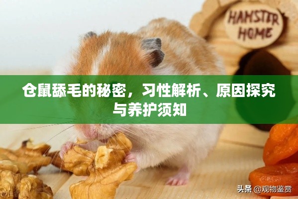 仓鼠舔毛的秘密，习性解析、原因探究与养护须知