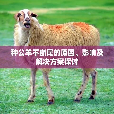 种公羊不断尾的原因、影响及解决方案探讨