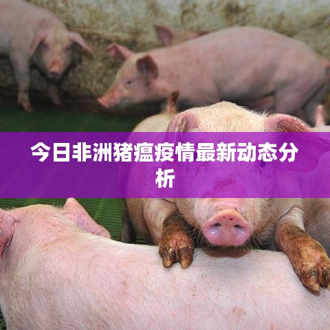今日非洲猪瘟疫情最新动态分析