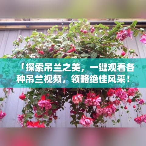 「探索吊兰之美，一键观看各种吊兰视频，领略绝佳风采！」