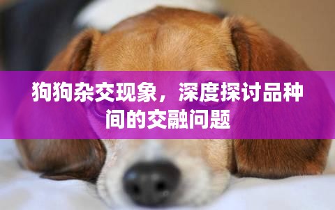 狗狗杂交现象，深度探讨品种间的交融问题