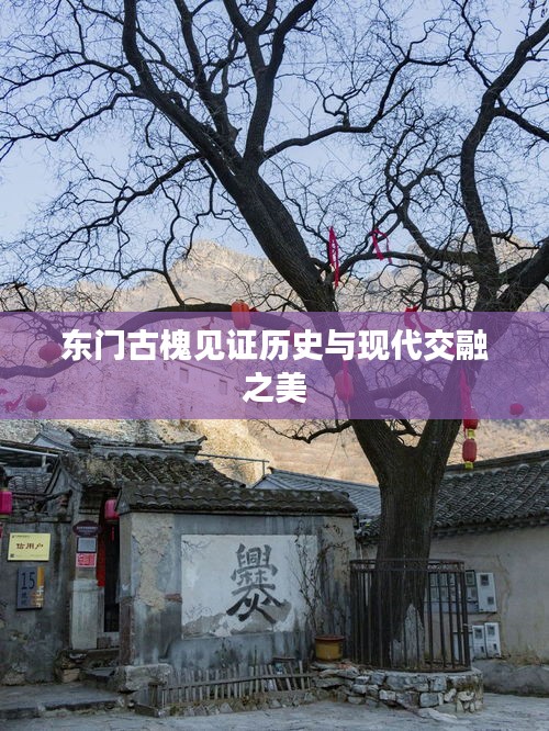 东门古槐见证历史与现代交融之美