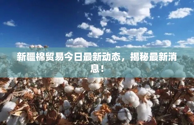 新疆棉贸易今日最新动态，揭秘最新消息！