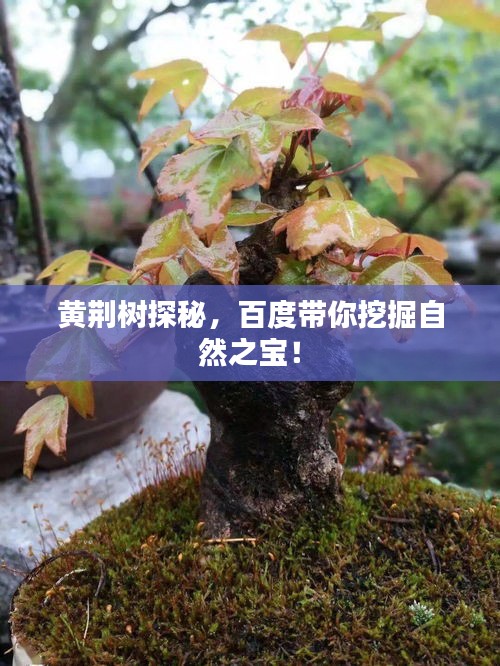 黄荆树探秘，百度带你挖掘自然之宝！