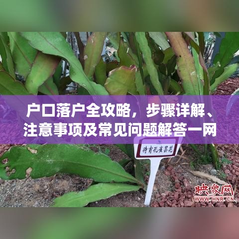 户口落户全攻略，步骤详解、注意事项及常见问题解答一网打尽！