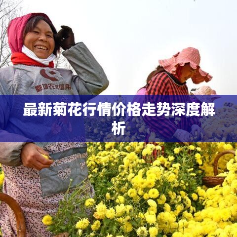 最新菊花行情价格走势深度解析