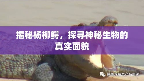 揭秘杨柳鳄，探寻神秘生物的真实面貌