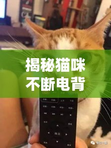 揭秘猫咪不断电背后的秘密，专家视频解析来袭！