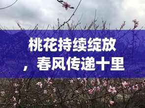 桃花持续绽放，春风传递十里柔情