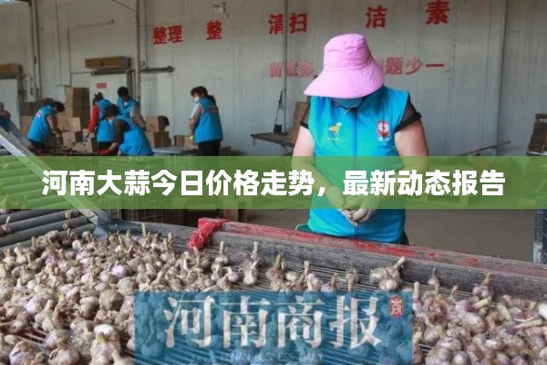 河南大蒜今日价格走势，最新动态报告