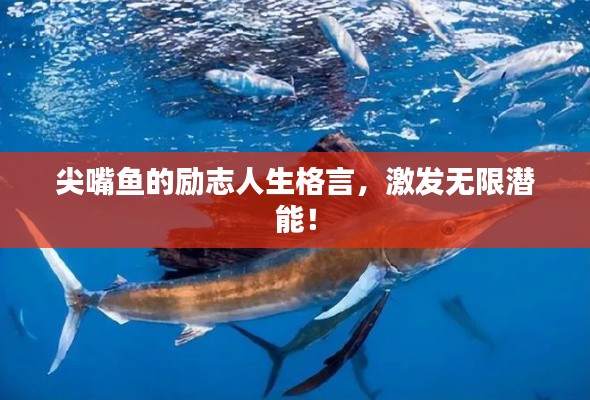 尖嘴鱼的励志人生格言，激发无限潜能！