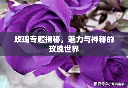 玫瑰专题揭秘，魅力与神秘的玫瑰世界