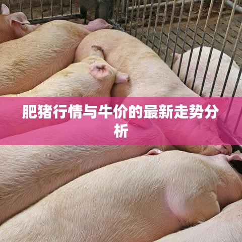 肥猪行情与牛价的最新走势分析