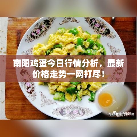 南阳鸡蛋今日行情分析，最新价格走势一网打尽！