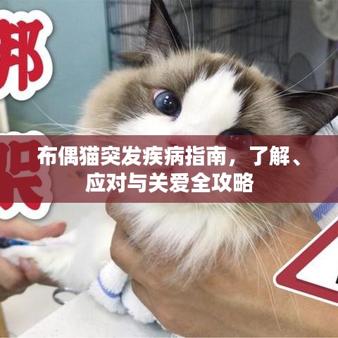 布偶猫突发疾病指南，了解、应对与关爱全攻略