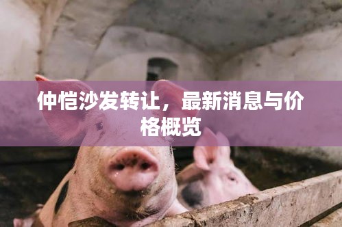 仲恺沙发转让，最新消息与价格概览