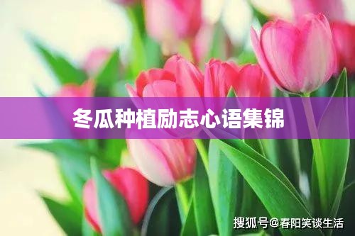 冬瓜种植励志心语集锦