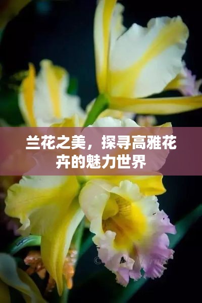 兰花之美，探寻高雅花卉的魅力世界