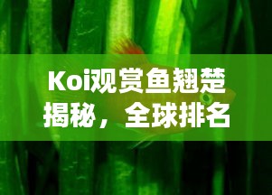 Koi观赏鱼翘楚揭秘，全球排名及探寻顶级鱼界魅力
