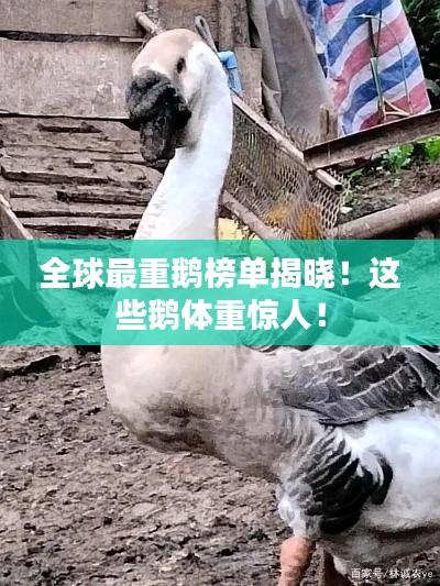 全球最重鹅榜单揭晓！这些鹅体重惊人！