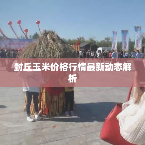 封丘玉米价格行情最新动态解析
