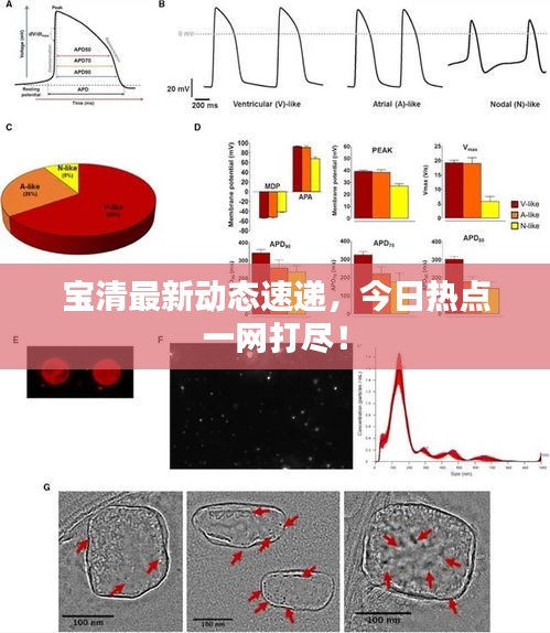 宝清最新动态速递，今日热点一网打尽！