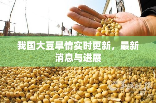 我国大豆旱情实时更新，最新消息与进展