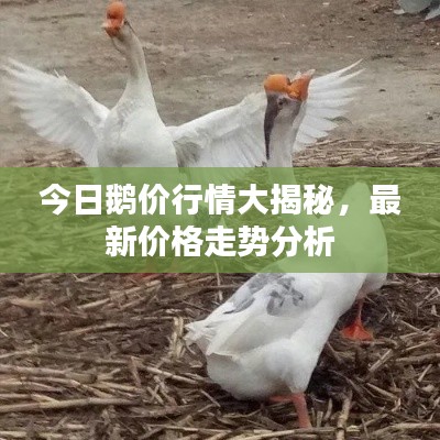 今日鹅价行情大揭秘，最新价格走势分析
