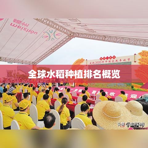 全球水稻种植排名概览
