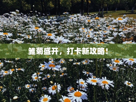 雏菊盛开，打卡新攻略！