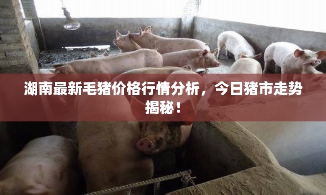 湖南最新毛猪价格行情分析，今日猪市走势揭秘！